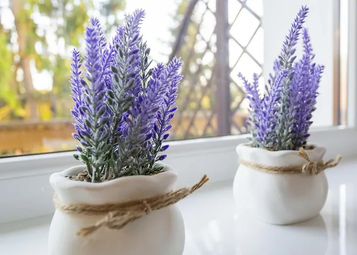 Gniazdo. Apartamenty, Vendégház