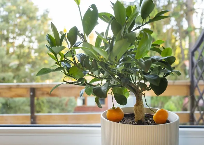 Gniazdo. Apartamenty, 3* Jastrzębia Góra